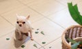 Chihuahua dog feel guilty sitting on the floor with leaves of houseplant.Selective focus