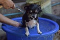 Chihuahua dog getting bath