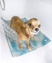Chihuahua dog getting pleasure from shower Royalty Free Stock Photo