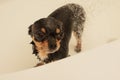 Chihuahua dog getting pleasure from shower in bath Royalty Free Stock Photo