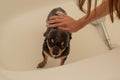 Chihuahua dog getting pleasure from shower in bath Royalty Free Stock Photo