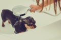 Chihuahua dog getting pleasure from shower in bath Royalty Free Stock Photo