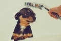 Chihuahua dog getting pleasure from shower in bath Royalty Free Stock Photo