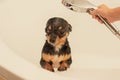 Chihuahua dog getting pleasure from shower in bath Royalty Free Stock Photo