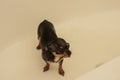 Chihuahua dog getting pleasure from shower in bath Royalty Free Stock Photo