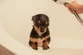 Chihuahua dog getting pleasure from shower in bath. Chihuahuas are bathed in the shower Royalty Free Stock Photo