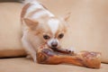 A chihuahua dog gnaws a bone on a leather couch. The dog eats