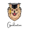 Chihuahua Dog Graduate. Graduation cap hat. Dog portrait. Vector. Royalty Free Stock Photo