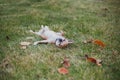 Chihuahua dog having fun outdoor