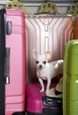 Chihuahua dog among large suitcases waiting for travel. Royalty Free Stock Photo