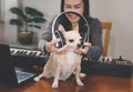 Chihuahua dog listening to the music from headphones which the woman trying to put it on him. Playing with dog while learning