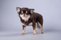 Chihuahua dog with long fur close-up on a gray background Royalty Free Stock Photo