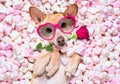 Valentines wedding dog in love wit rose Royalty Free Stock Photo