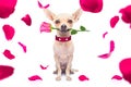 Happy valentines dog Royalty Free Stock Photo