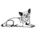 Chihuahua dog - Lying Chihuahua vector stock isolated illustration on white background. Royalty Free Stock Photo