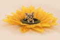 Chihuahua dog lying in a sunflower