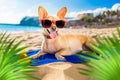 Chihuahua summer dog Royalty Free Stock Photo