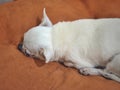 Chihuahua dog on the orange cushions