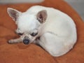 Chihuahua dog on the orange cushions