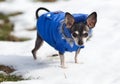 Chihuahua dog outdoor Royalty Free Stock Photo