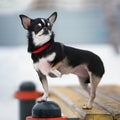 Chihuahua dog. Outdoor Royalty Free Stock Photo