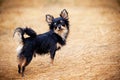 Chihuahua dog outdoor portrait Royalty Free Stock Photo