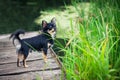 Chihuahua dog outdoor portrait Royalty Free Stock Photo