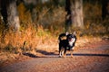 Chihuahua dog outdoor portrait Royalty Free Stock Photo