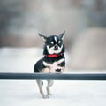 Chihuahua dog. Outdoor Royalty Free Stock Photo