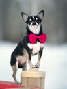 Chihuahua dog. Outdoor Royalty Free Stock Photo