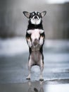 Chihuahua dog. Outdoor Royalty Free Stock Photo