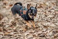 Chihuahua dog outdoors in a sweater. Chihuahua in a sweater. Dog in clothes for a walk Royalty Free Stock Photo