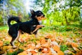 Chihuahua dog in a park Royalty Free Stock Photo