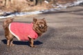 Chihuahua dog park Royalty Free Stock Photo