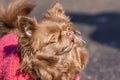 Chihuahua dog park Royalty Free Stock Photo