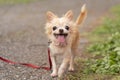 Chihuahua dog pet and leash walk in the park Royalty Free Stock Photo