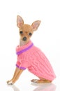 Chihuahua dog in pink sweater