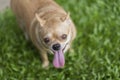 Chihuahua dog play greatness lawn