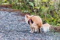 Chihuahua dog pooping on the street