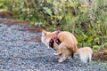 Chihuahua dog pooping on the street