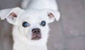 Chihuahua dog. Portrait of small chihuahua dog. Chihuahua dog looking at camera