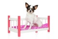 Chihuahua dog posing on a baby cot Royalty Free Stock Photo