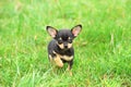 Chihuahua dog puppy Royalty Free Stock Photo