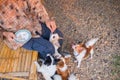 chihuahua dog,puppy is eating,Feeding the dog by hand,Dogs look at food,Dog food on had,blur,Soft focus.