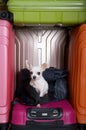 The Chihuahua dog put on a backpack and sits among large tall suitcases of different bright colors, waiting for a trip. Royalty Free Stock Photo