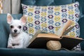 Chihuahua dog reads a book while lying in a comfortable chair in the living room and looking attentively at the camera. Royalty Free Stock Photo
