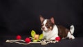 Chihuahua dog with red bowls, beads, and orchid Royalty Free Stock Photo