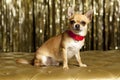 Chihuahua dog with red collar Royalty Free Stock Photo