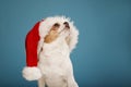 Chihuahua dog in red Santa Claus hat over blue background looking above. Christmas and New Year pet concept Royalty Free Stock Photo