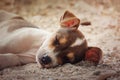 chihuahua dog relaxing and resting Royalty Free Stock Photo